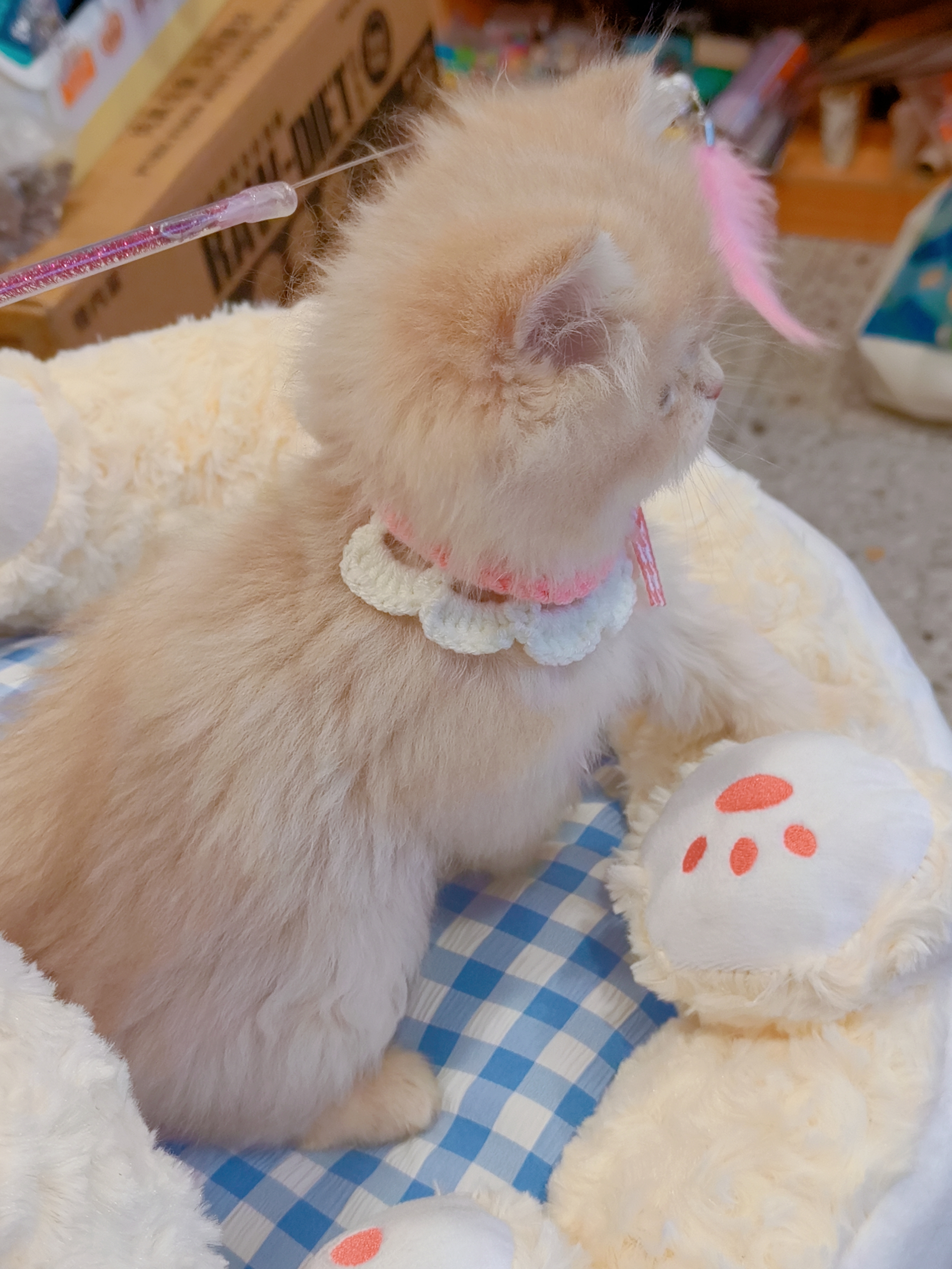 精品长毛焦糖蓝金,包邮,真的无敌好看